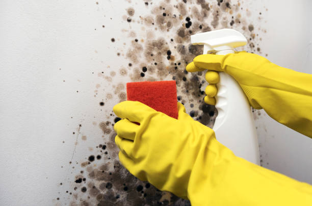 Best Black Mold Remediation in Bunker Hill, OR